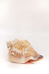Seashell