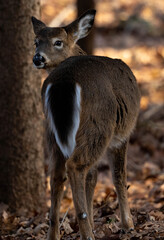 deer
