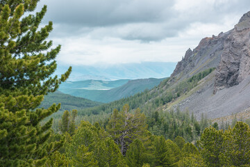 Scenic view from sunlit coniferous trees to forest valley and sharp rocky mountain range in low clouds. Awesome mountain landscape with cedar in conifer forest and sharp rocks at changeable weather.