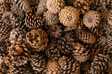 Pine cones as background, closeup