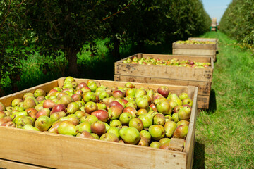 Wooden crates with ripe pears in summer fruit garden, farm harvest