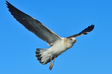 Fototapeta premium Flying Juvenile Kelp gull (Larus dominicanus), also known as the Dominican gull and Black Backed Kelp Gull. Natural blue sky background. False Bay, South Africa