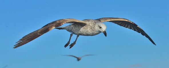 Flying Juvenile Kelp gull (Larus dominicanus), also known as the Dominican gull and Black Backed Kelp Gull. Natural blue sky background. False Bay, South Africa