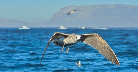 Flying Juvenile Kelp gulls (Larus dominicanus), also known as the Dominican gull and Black Backed...