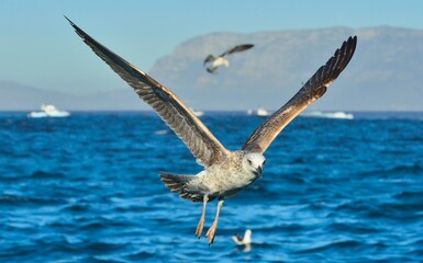 Flying Juvenile Kelp gulls (Larus dominicanus), also known as the Dominican gull and Black Backed Kelp Gull. Natural blue ocean background. False Bay, South Africa