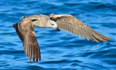 Flying Juvenile Kelp gulls (Larus dominicanus), also known as the Dominican gull and Black Backed Kelp Gull. Natural blue ocean background. False Bay, South Africa