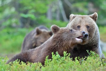 Bear cubs and mother she-bear in the summer forest. Bear family of Brown Bear (Ursus arctos).