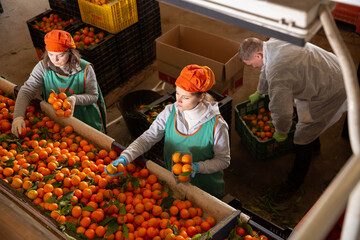 Focused man and two women working on tangerines sorting line in fruit warehouse