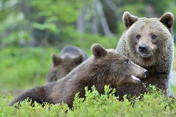 Obraz premium Bear cubs and mother she-bear in the summer forest. Bear family of Brown Bear (Ursus arctos).