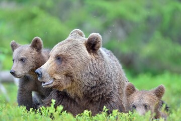 Fototapeta premium Bear cubs and mother she-bear in the summer forest. Bear family of Brown Bear (Ursus arctos).