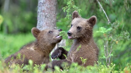 Cubs of Brown bear (Ursus Arctos Arctos) in the summer forest. Natural green Background