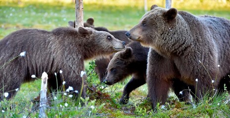 She-bear and bear-cubs. Adult female of Brown Bear (Ursus arctos) with cubs on the swamp in summer forest. © Uryadnikov Sergey
