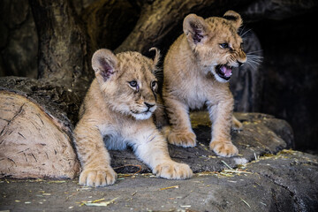 lioness and cubs