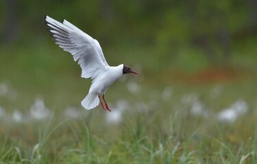 Black-headed Gull (Larus ridibundus) in flight on the green nature background
