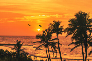 beach breeze and sea at sunset with palms and birds flying