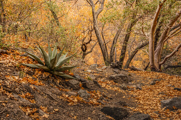 Agave Looks Out of Place In Pine Canyon