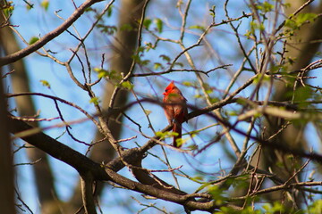cardinal on a branch
