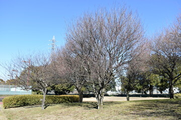 地方の名所　埼玉県　白岡総合運動公園