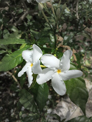 white flower with yellow center