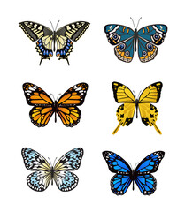 Fototapeta na wymiar beautiful colorful butterfly collection vector
