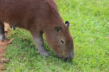 Capybara (Hydrochoerus hydrochaeris) eating  