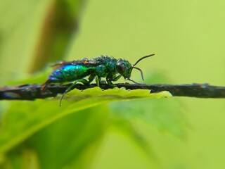 bug on a leaf