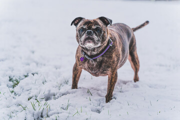 Obraz premium Pug and Boston Terrier mix called a BUG, playing in fresh snowfall