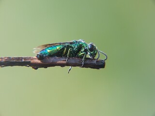 green fly on a leaf