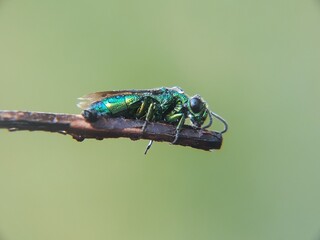 fly on leaf