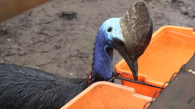 Dwarf Cassowary (Casuarius Bennetti) Eating At The Zoo