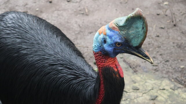 Dwarf Cassowary (Casuarius Bennetti) From Indonesia Which Is Almost Extinct