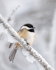 Black capped chickadee sitting on a branch with hoar frost