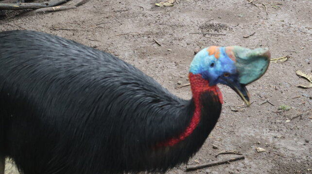 Dwarf Cassowary (Casuarius Bennetti) Which Is Almost Extinct