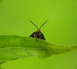 bug on a leaf