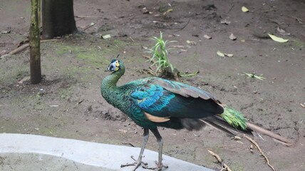 green peacock (pavo muticus) of the Phasianidae tribe