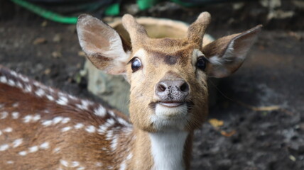 smiling stag in the zoo