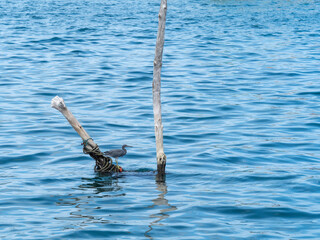 dark morph Pacific Reef Egret on log pole near port