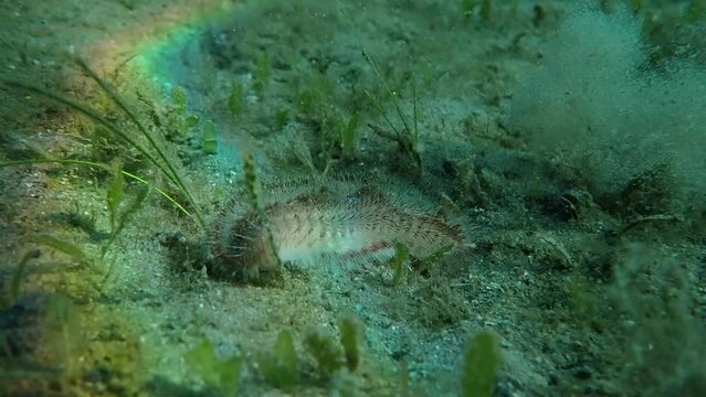 Fireworm Running, FL, USA, 2K, 120fps