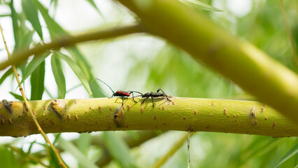 Purpuricenus kaehleri (left) and Ropalopus macropus (right), of the family Cerambycidae (the longhorn beetles).