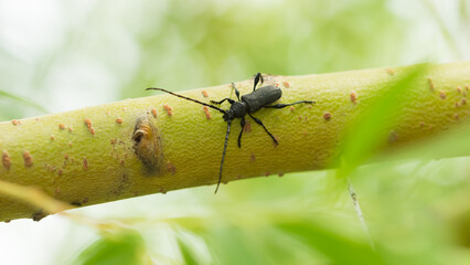 Ropalopus macropus, of the family Cerambycidae (the longhorn beetles). © Elena Volgina