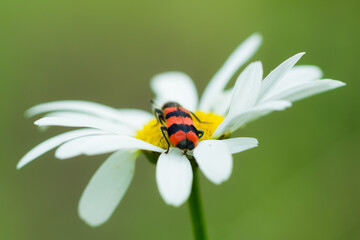 Trichodes apiarius, of the family Cleridae, feeding on Leucanthemum vulgare, of the family Asteraceae.