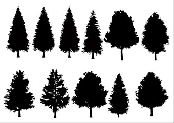 Many kind of black image of trees in temperate zone