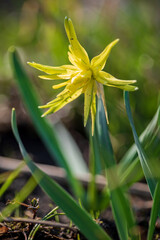 young narcissus in the garden