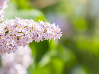 Pink Blooming Lilac Flowers in spring with blured background