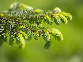 Fir branches with fresh shoots in spring. © Dmitrii Potashkin