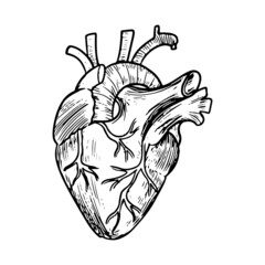 Doodle of Anatomical heart isolated on a white background. human organ. hand drawn  vector illustration.