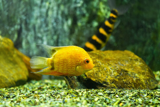 Fish Severum Cichlid yellow in aquarium. Heros efasciatus