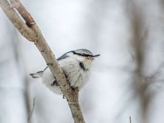 Eurasian nuthatch or wood nuthatch, lat. Sitta europaea, sitting on a tree branch with a blurred background.