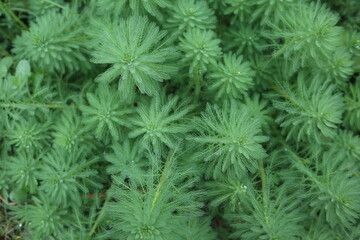 aquatic plants of Cabomba caroliniana blooming in spring design for green background and healthy lifestyle