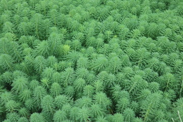 aquatic plants of Cabomba caroliniana blooming in spring design for green background and healthy lifestyle